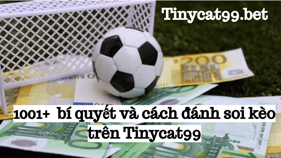 soi kèo trên Tinycat99, kinh nghiệm soi kèo tinycat99