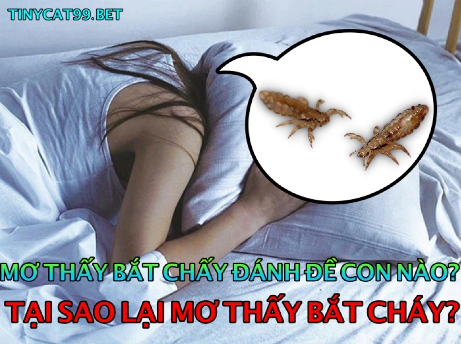 Mơ Thấy Bắt Chấy Rận