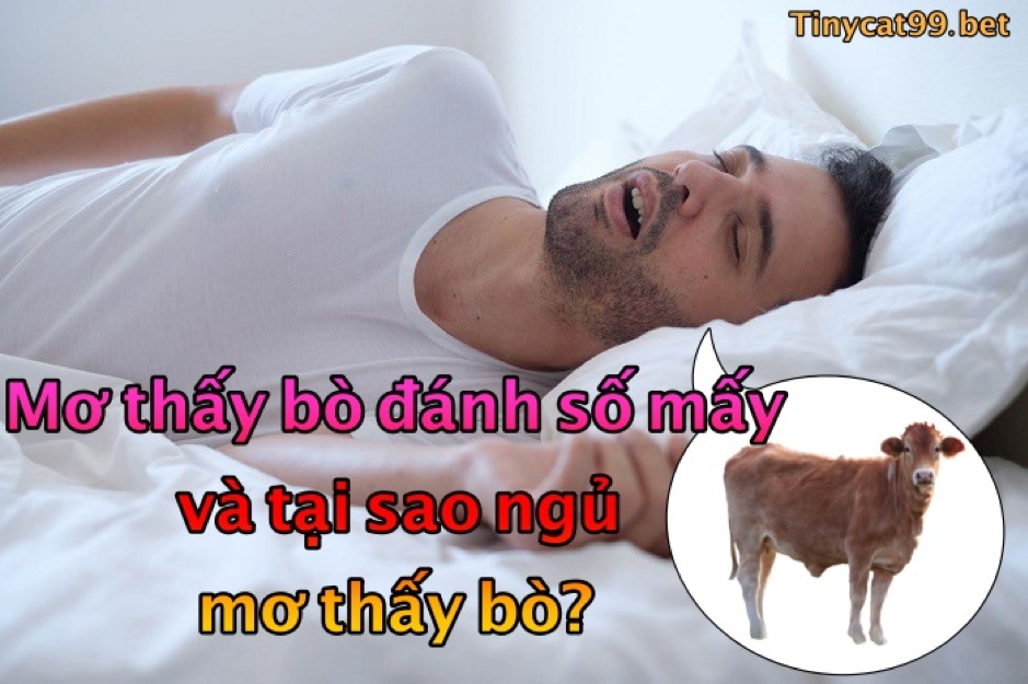 Nằm Mơ Thấy Bò Đánh Con Gì? Con Số May Mắn Khi Mơ Thấy Bò?