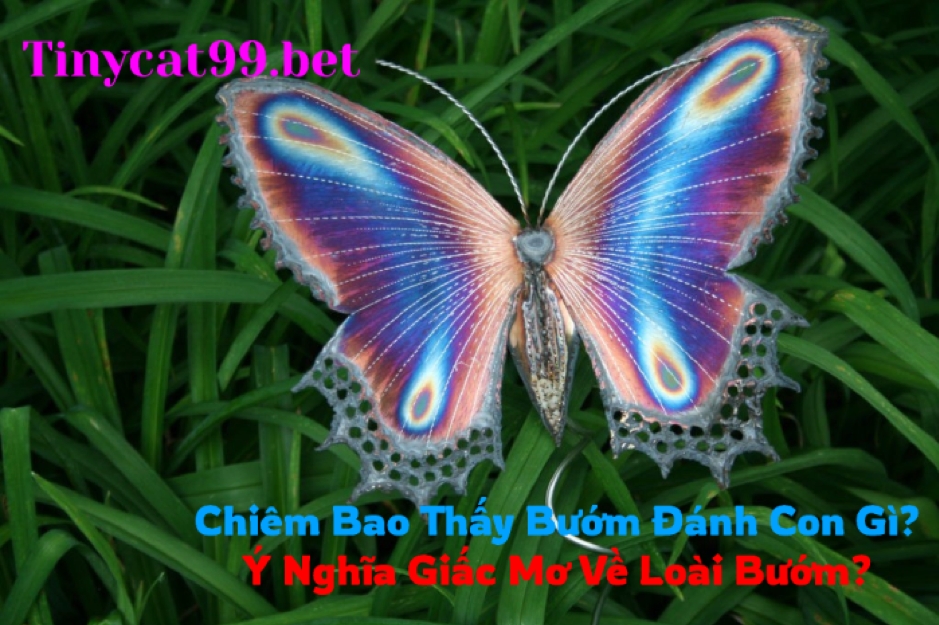 mơ thấy bướm