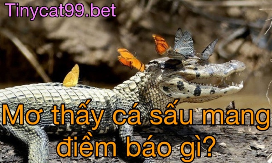 mơ thấy cá sấu