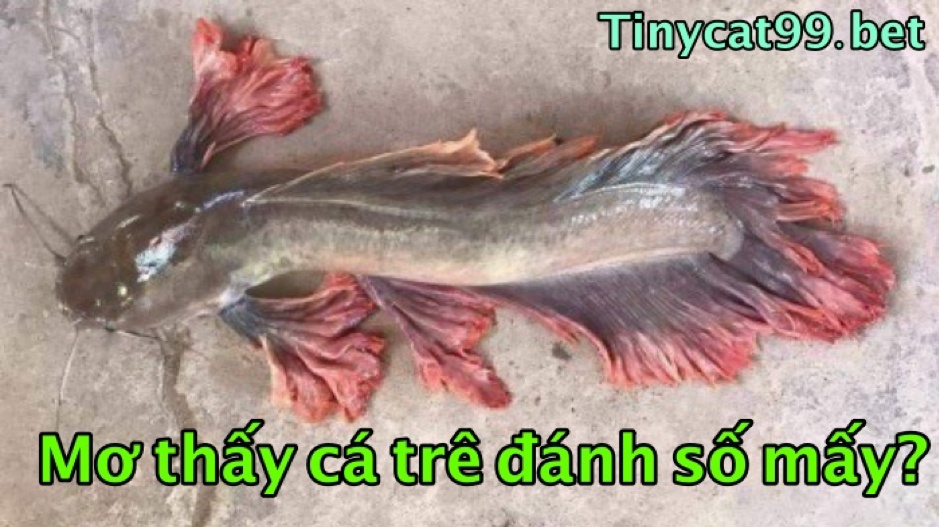 mơ thấy cá trê