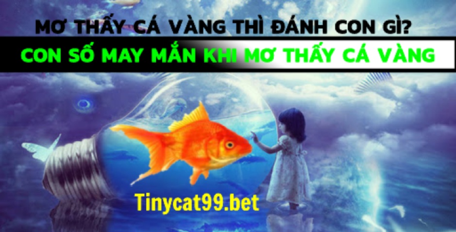 mơ thấy cá vàng