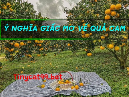 Mơ thấy cam chín là điềm báo gì