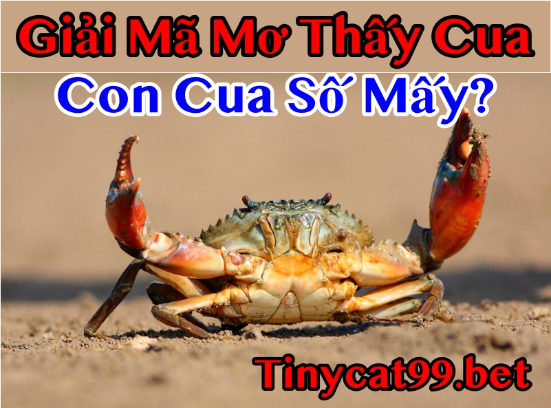 Mơ thấy cua đánh con gì, mo thay cua, mo thay cua danh con gi, mơ thấy cua, con cua số mấy, con cua so may