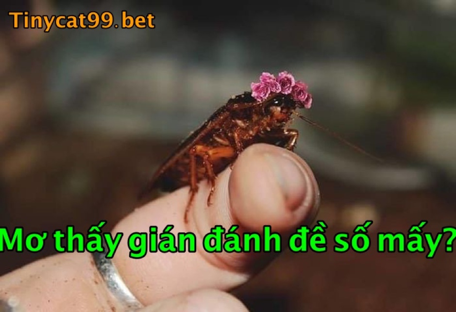 mơ thấy gián