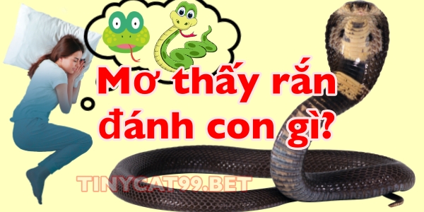 mơ thấy rắn, mo thay ran, mơ thấy rắn đánh con gì, mo thay ran danh con gi