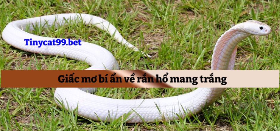 Mơ thấy rắn hổ mang trắng